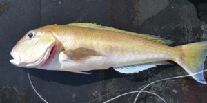 Golden Tilefish