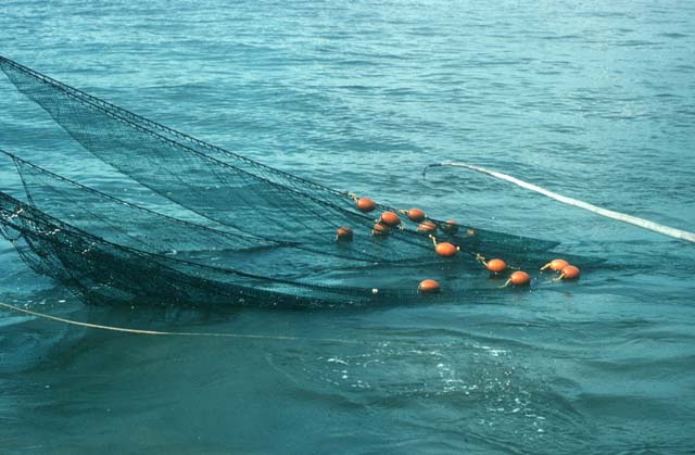 Shrimp net in water