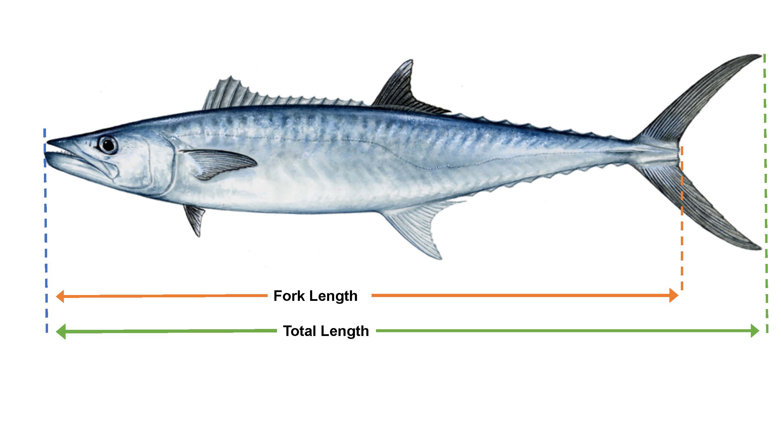Fish Size measurement guide – Gulf of Mexico Fishery Management Council