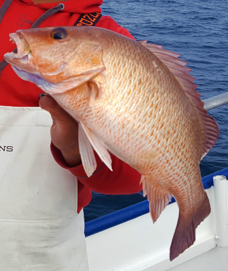Gray (Mangrove) Snapper Gulf of Mexico Fishery Management Council