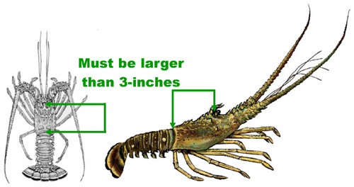 Lobster Measurements 1