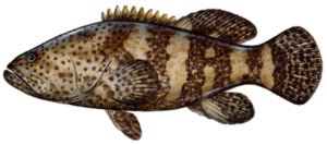 Grouper Fish Image
