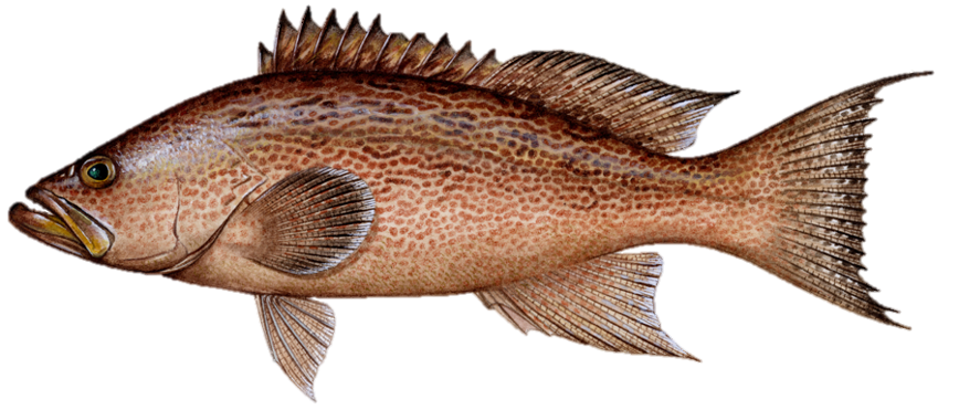 Grouper, Scamp – Gulf of Mexico Fishery Management Council