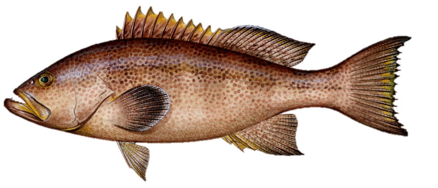 Grouper, Yellowmouth – Gulf of Mexico Fishery Management Council