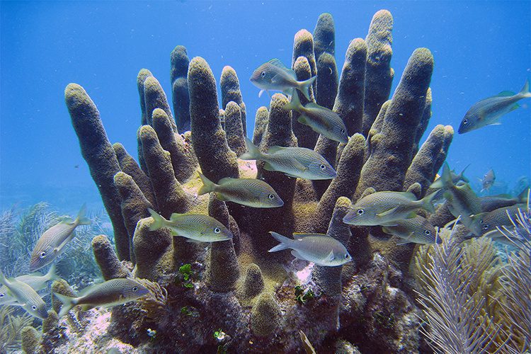finger coral and fish