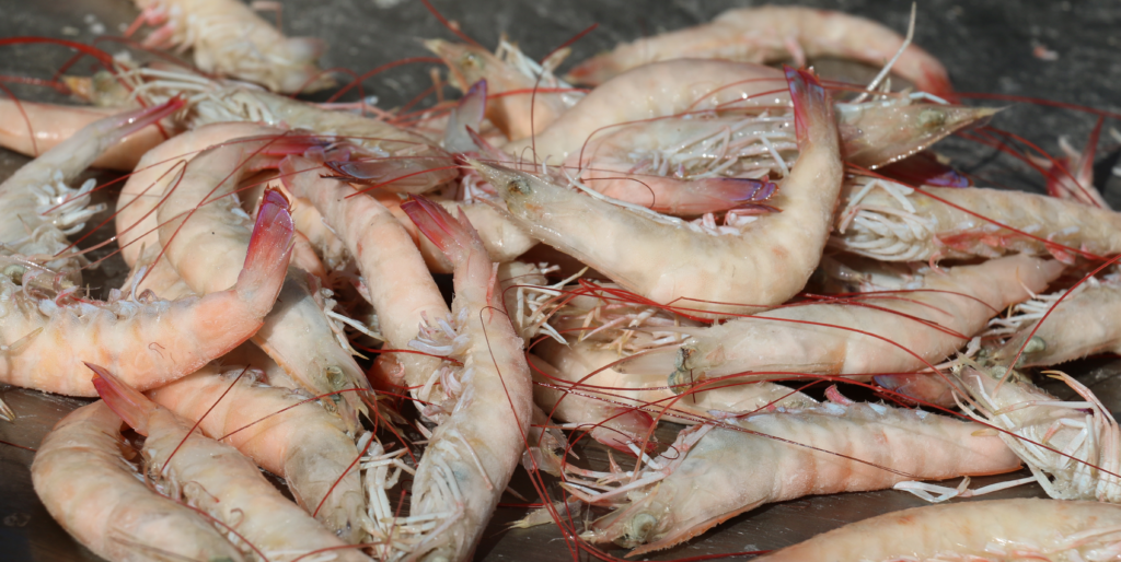 Shrimp – Gulf of Mexico Fishery Management Council