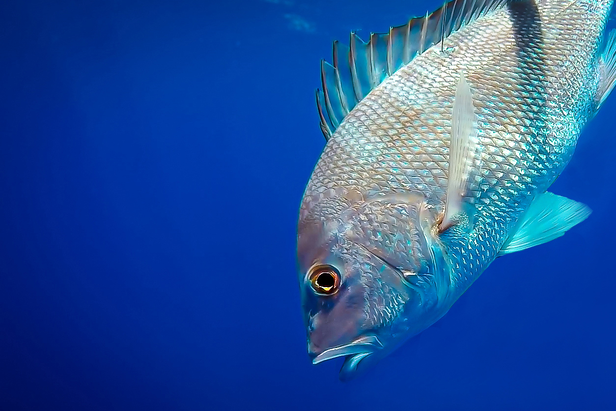 red snapper face in blue water