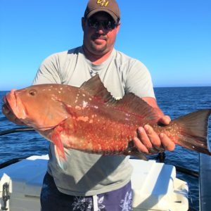 Red Grouper Image