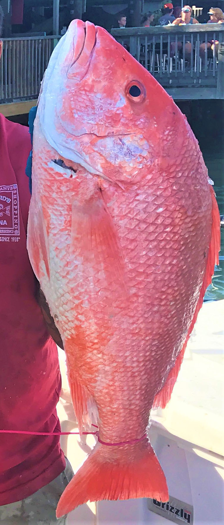 spanish red snapper