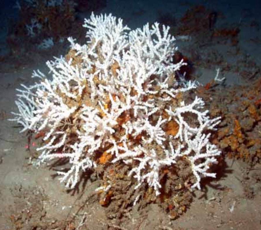 ivory tree coral