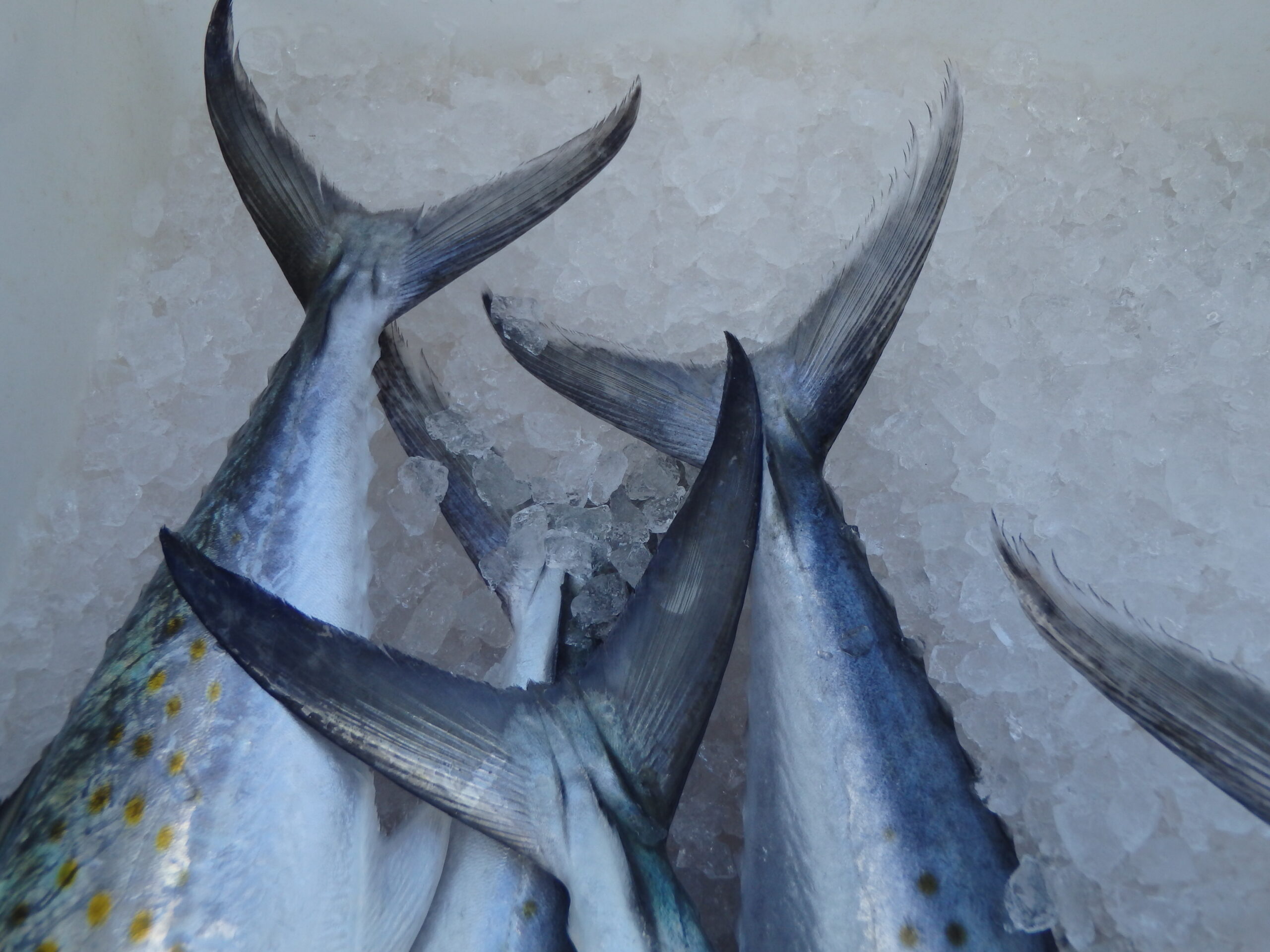 spanish mackerel tails