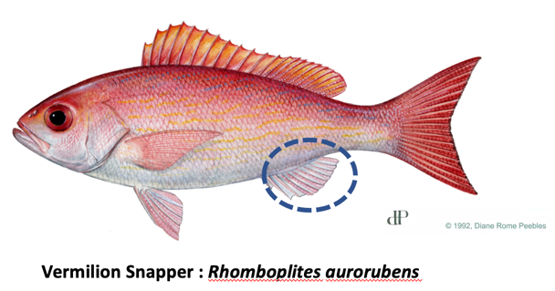 All Fishing Buy, Red Snapper fish identification, Habitats