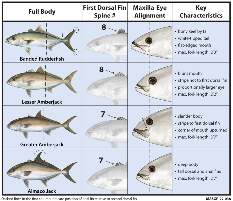 Fish Rules - Amberjack, Lesser in FL Atlantic State Waters