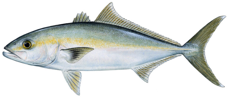 Rudderfish, Banded