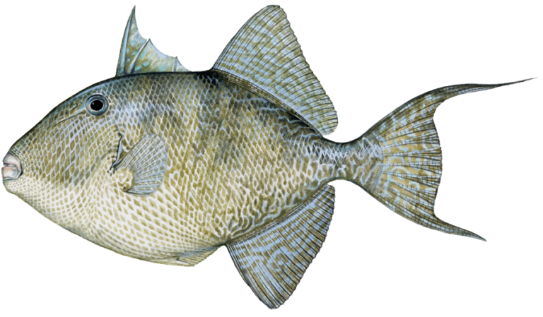 Triggerfish, Gray