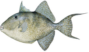 Gray Triggerfish (Balistes capriscus)