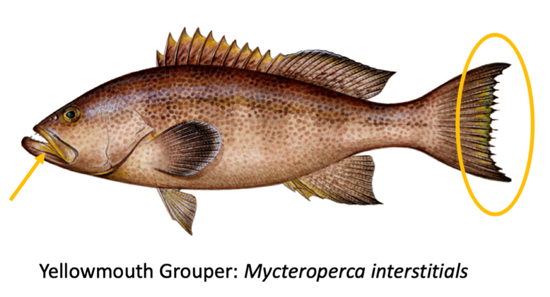 yellowedge grouper recipe